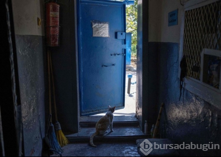Ukrayna'da kedilerde cephede mücadele ediyor