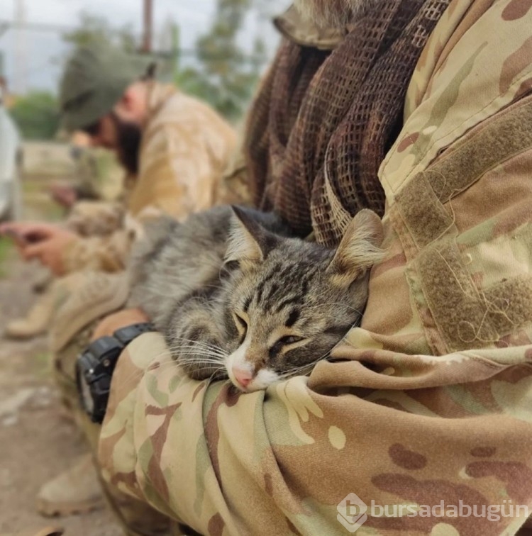 Ukrayna'da kedilerde cephede mücadele ediyor