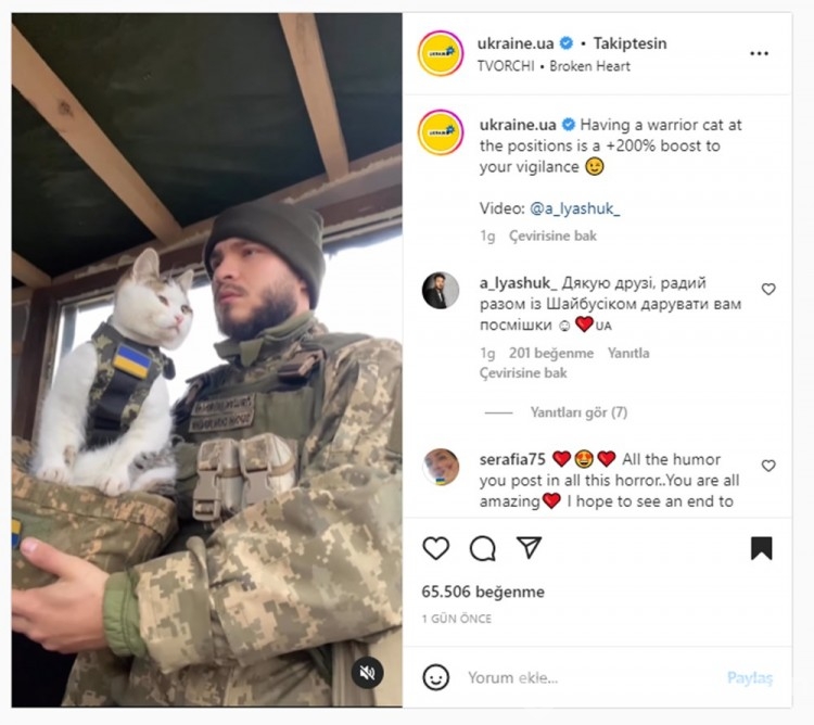 Ukrayna'da kedilerde cephede mücadele ediyor