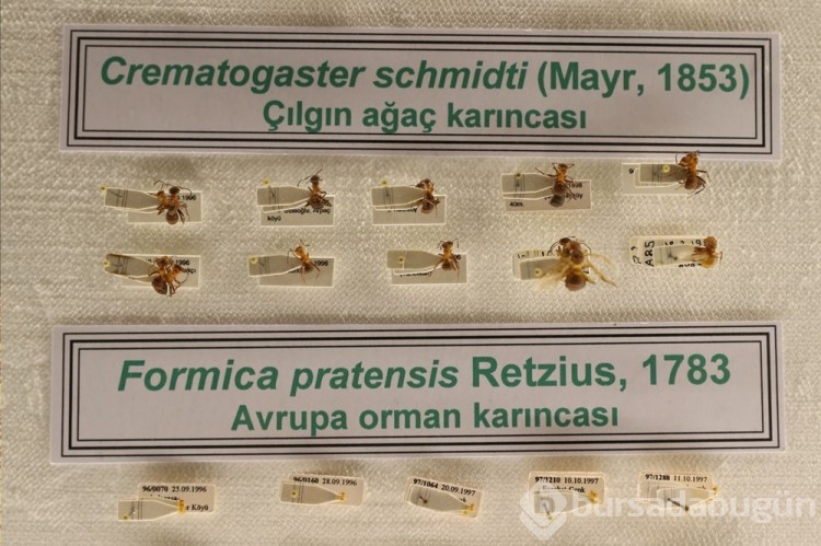 Trakya Üniversitesi Doğa Tarihi Müzesi'nde yeni örnekler getiriliyor
