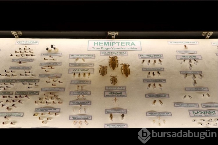 Trakya Üniversitesi Doğa Tarihi Müzesi'nde yeni örnekler getiriliyor
