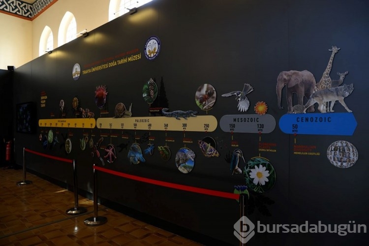 Trakya Üniversitesi Doğa Tarihi Müzesi'nde yeni örnekler getiriliyor
