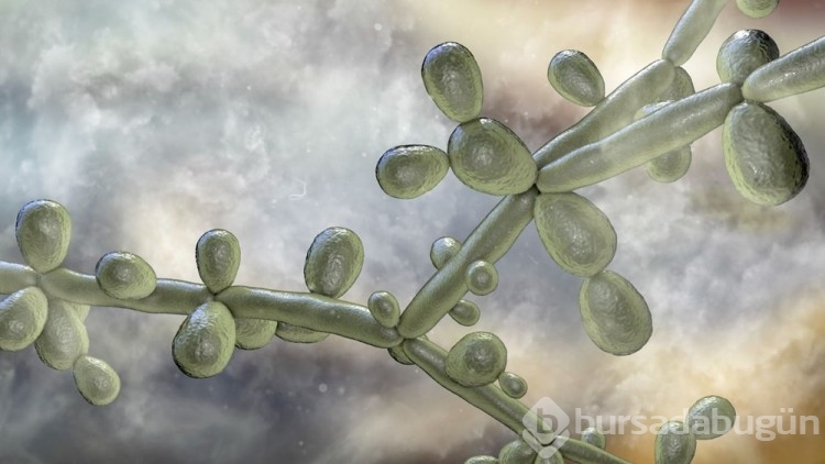 Yeni ölümcül salgın: Candida auris