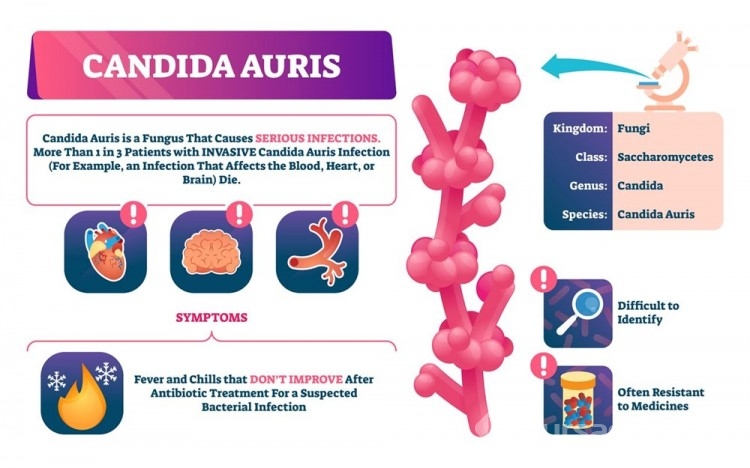 Yeni ölümcül salgın: Candida auris