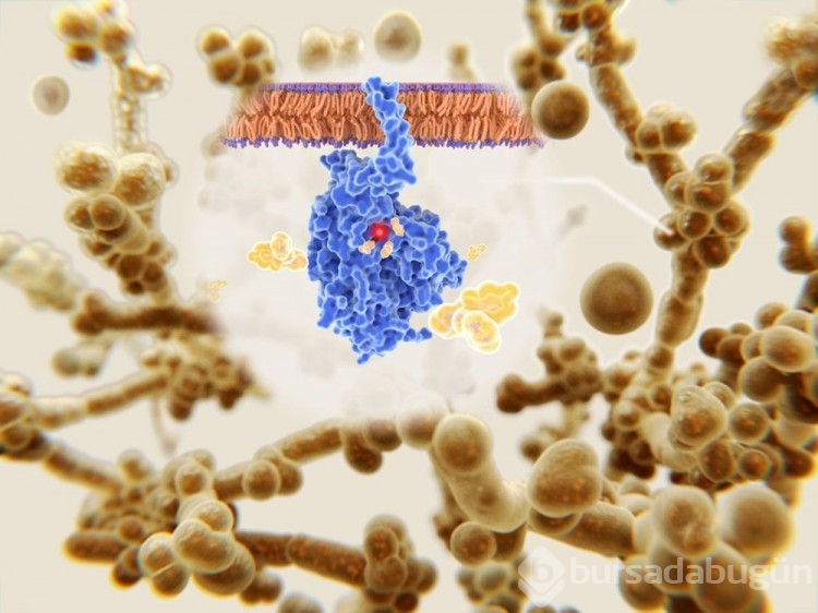 Yeni ölümcül salgın: Candida auris