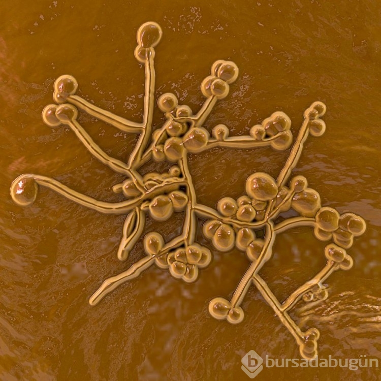 Yeni ölümcül salgın: Candida auris