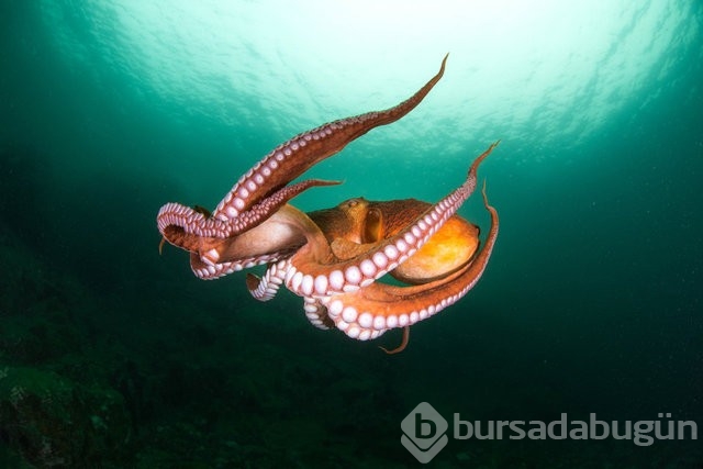 Doğru olduğuna inanamayacağınız enteresan bilgiler!
