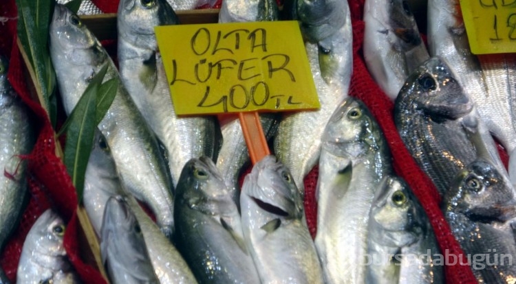 'Denizin prensi' Lüfer'in kilosu 400 lirayı buldu