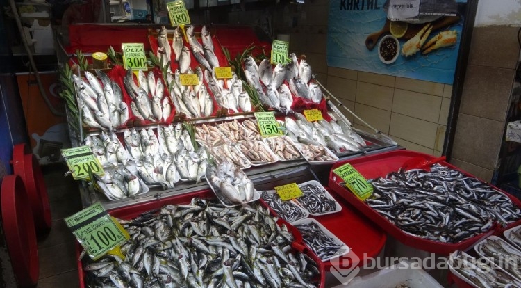 'Denizin prensi' Lüfer'in kilosu 400 lirayı buldu