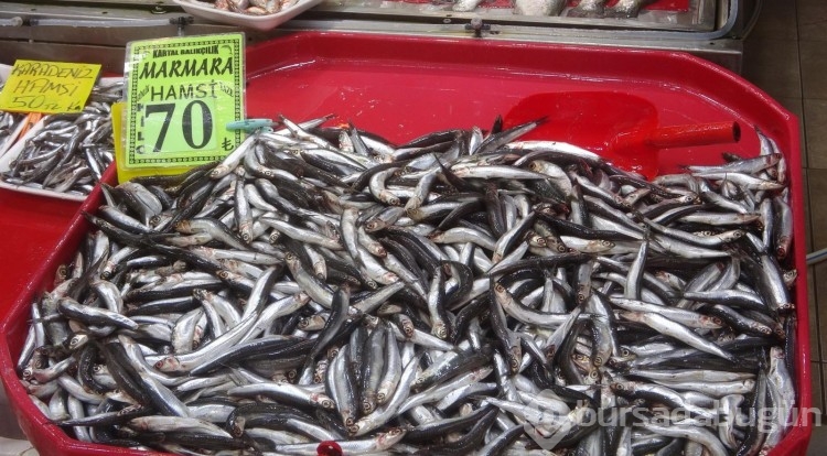'Denizin prensi' Lüfer'in kilosu 400 lirayı buldu