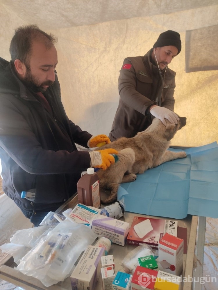 Tarım ve Orman Bakanlığı, afet bölgesindeki can dostlarının yardımına koşuyor