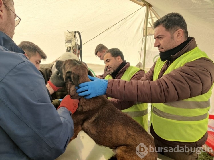 Tarım ve Orman Bakanlığı, afet bölgesindeki can dostlarının yardımına koşuyor