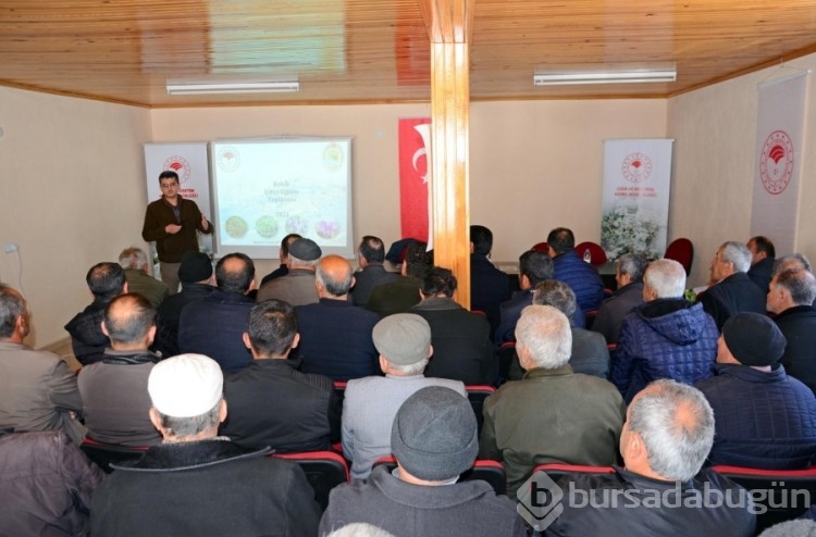 Kekik yağı ihracatından 60 milyon dolar kazandı