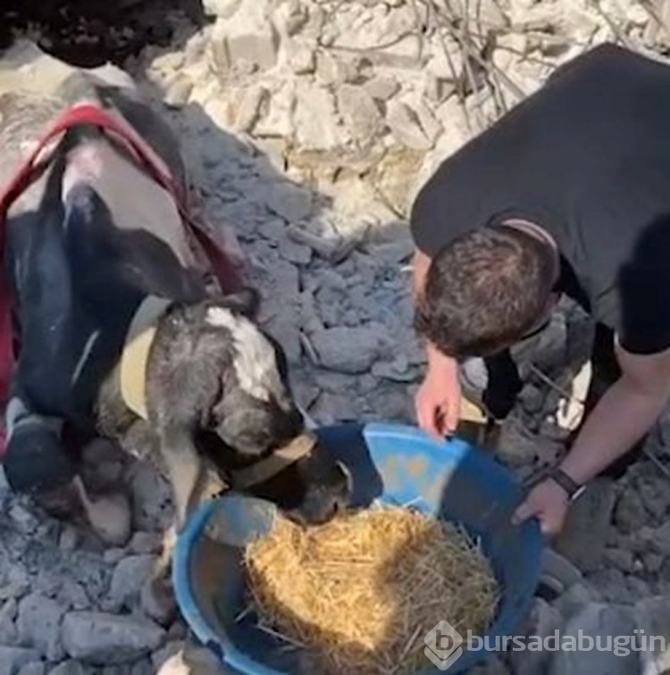 Enkaz altında kalan inek 17'nci günde çıkarıldı