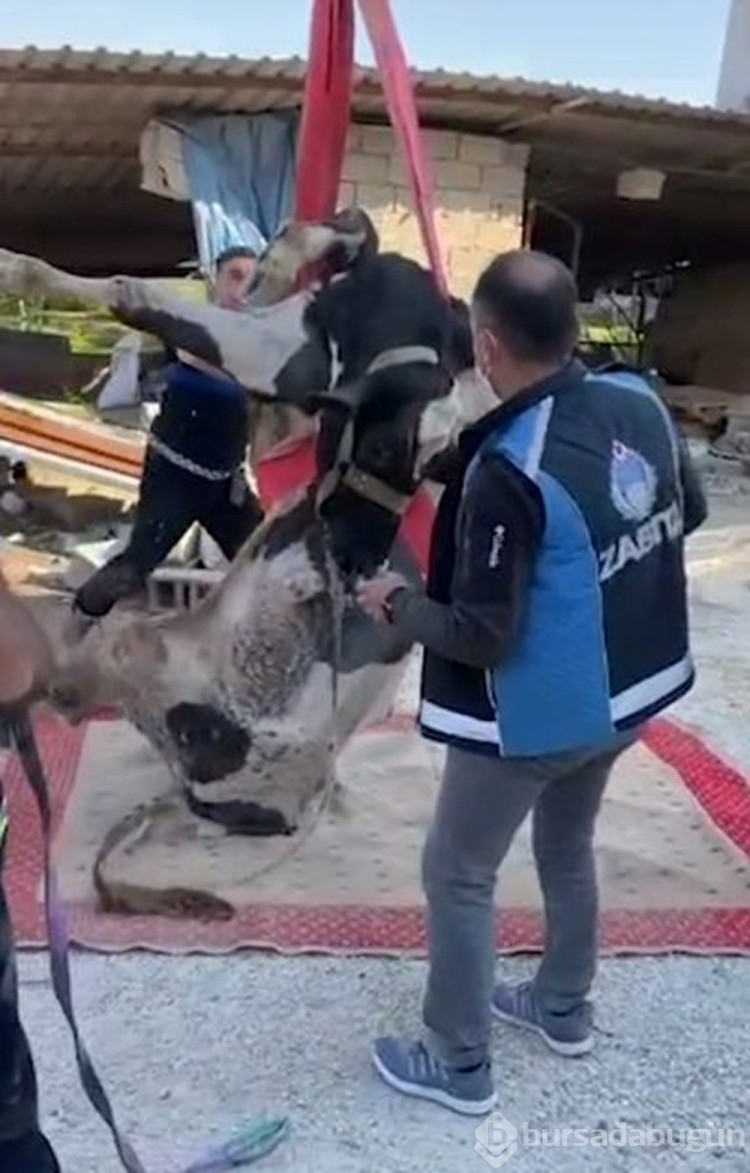 Enkaz altında kalan inek 17'nci günde çıkarıldı