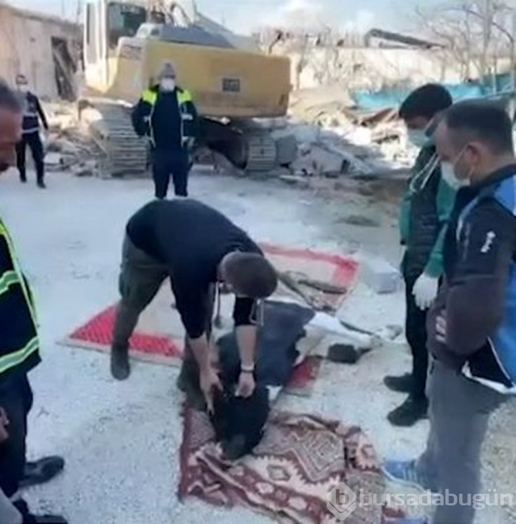 Enkaz altında kalan inek 17'nci günde çıkarıldı