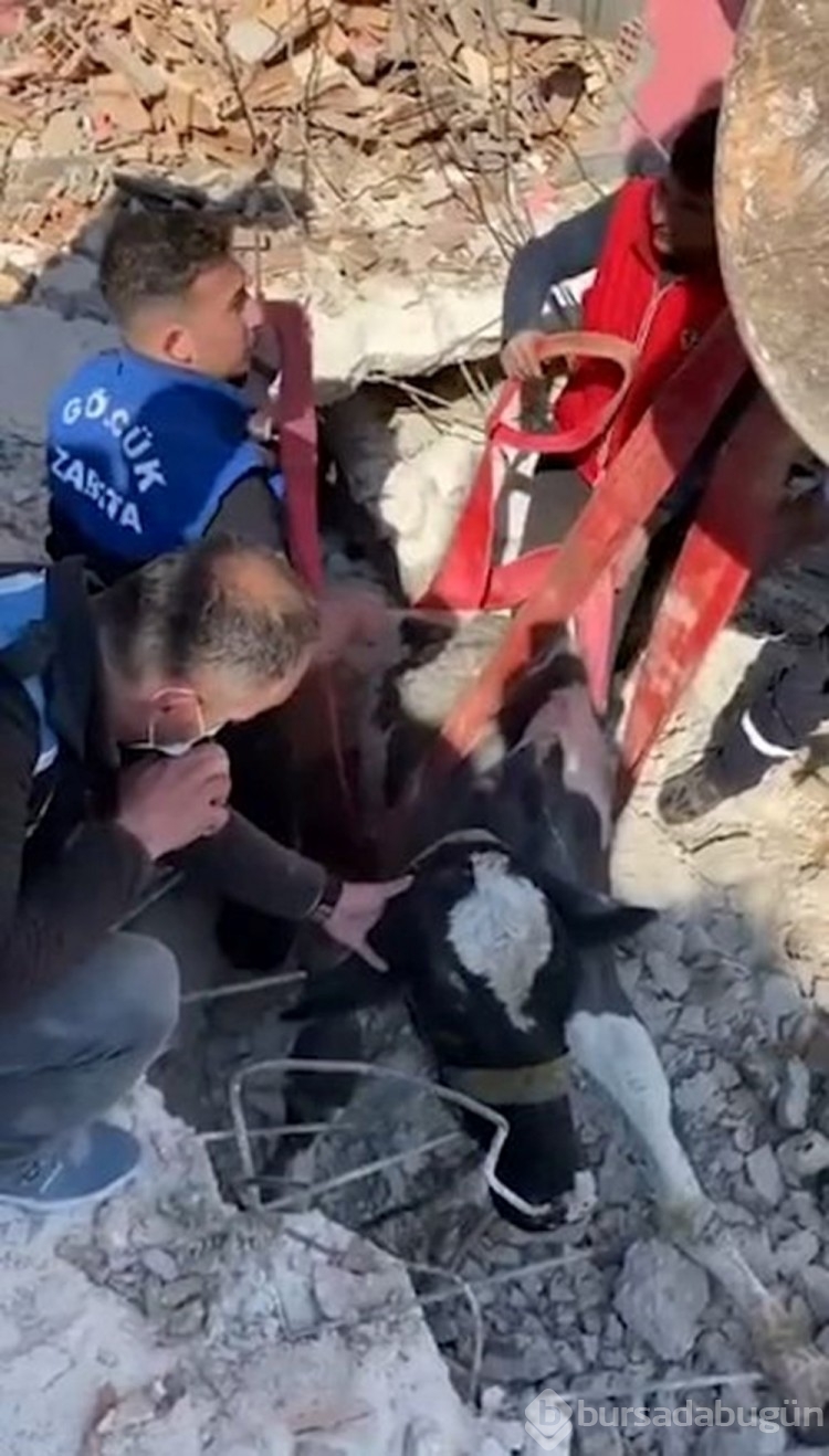 Enkaz altında kalan inek 17'nci günde çıkarıldı
