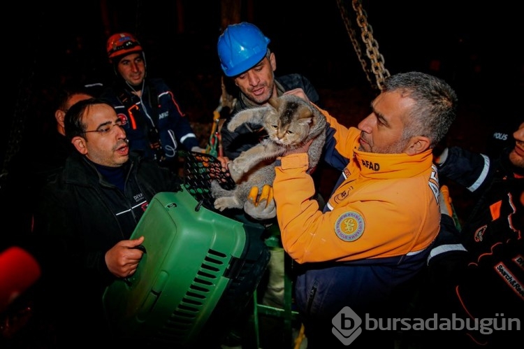 Diyarbakır'da yıkılacak olan binadan "Zena" isimli bir kedi kurtarıldı