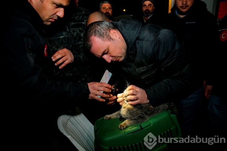 Diyarbakır'da yıkılacak olan binadan "Zena" isimli bir kedi kurtarıldı