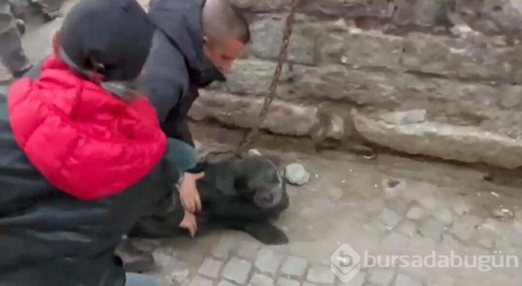Nesli tükenme tehlikesi altında olan Yavru Akdeniz foku sokakta görüldü