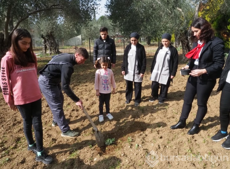 Depremzedeler, konakladıkları otelin bahçesine zeytin fidanı dikti