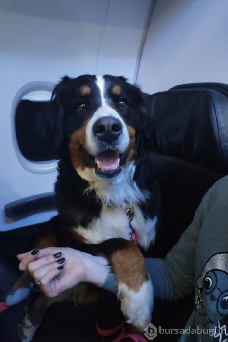 Depremde görev alan köpekler business class uçtu