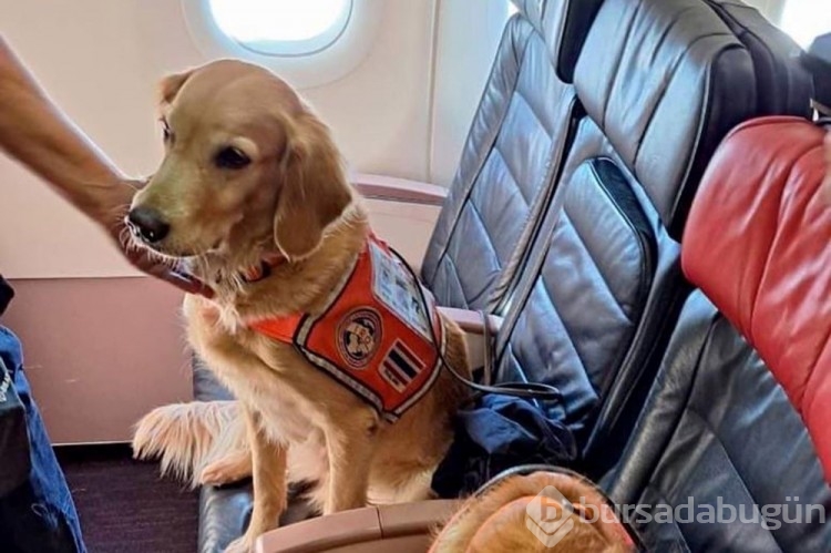 Depremde görev alan köpekler business class uçtu