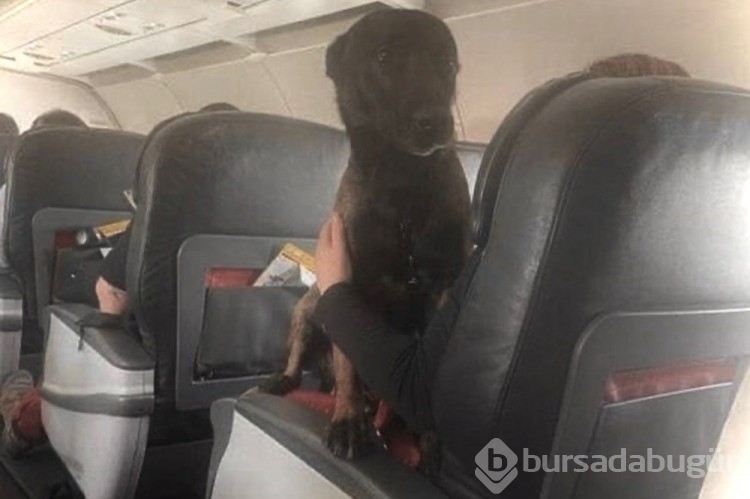Depremde görev alan köpekler business class uçtu