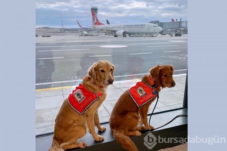 Depremde görev alan köpekler business class uçtu