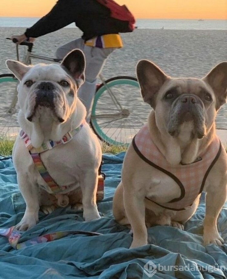 Ünlü şarkıcı Lady Gaga'nın köpek davası devam ediyor
