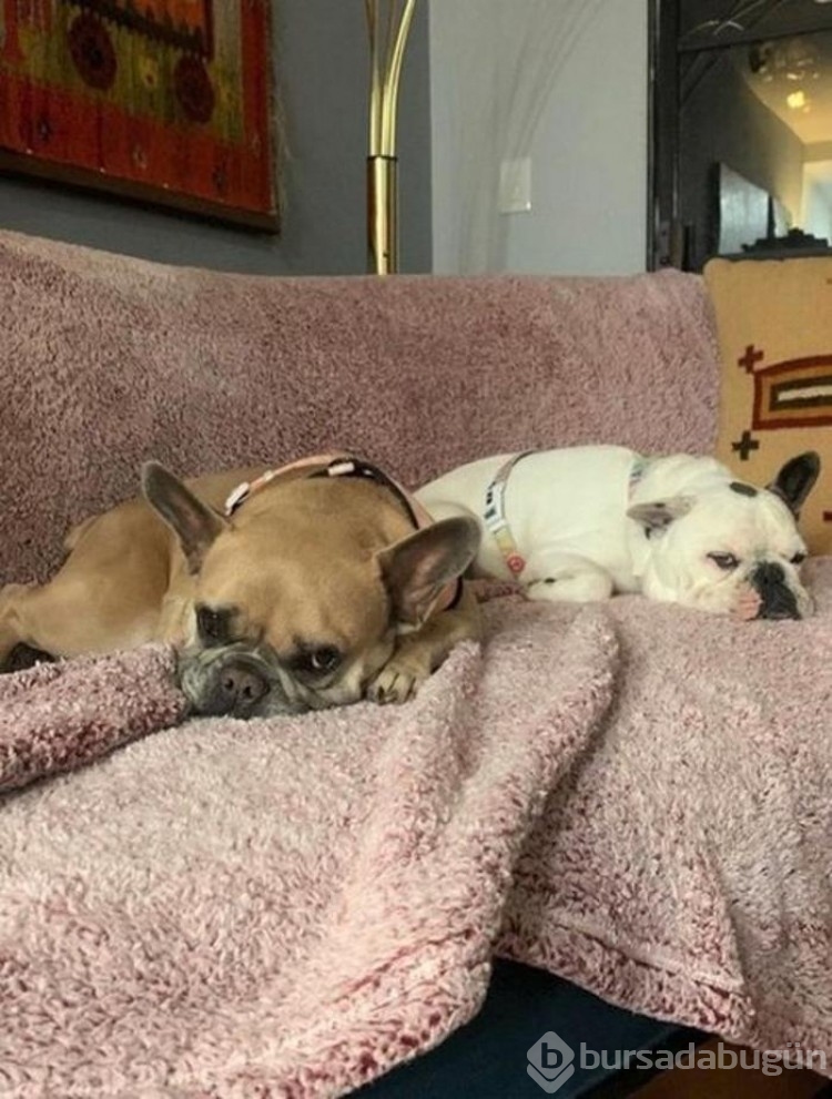 Ünlü şarkıcı Lady Gaga'nın köpek davası devam ediyor
