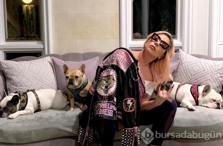 Ünlü şarkıcı Lady Gaga'nın köpek davası devam ediyor