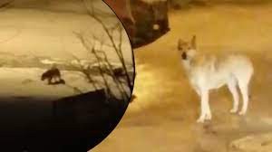 Güvenlik kamerası o anları kaydetti! Gece vakti köyü bastılar