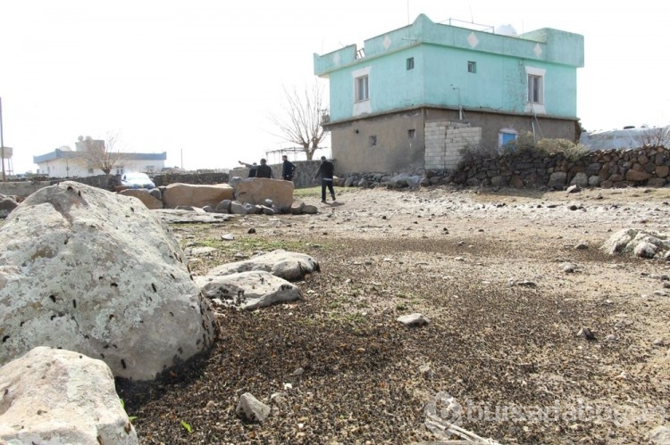 Şırnak'ta çam kese tırtılı istilası yaşanıyor