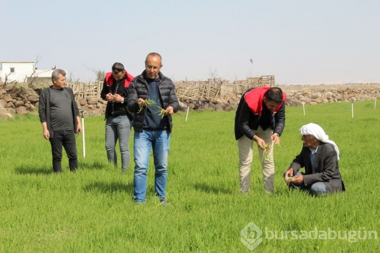Şırnak'ta çam kese tırtılı istilası yaşanıyor