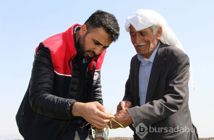 Koloniler halinde gelip, evlere kadar gidiler!