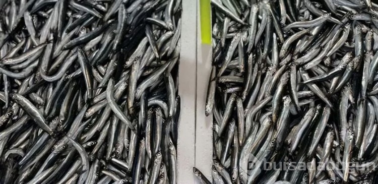 Ramazanda balık fiyatları düşecek mi?