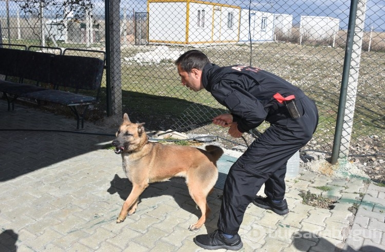 Kurtarma ekiplerinin yardımcıları: Uma, Leydi ve Çıtır