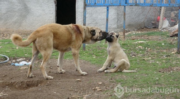 Mardin'in Alagöz köyünde evden çok kangal köpeği var