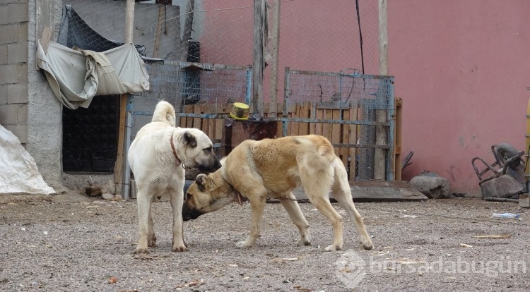Mardin'in Alagöz köyünde evden çok kangal köpeği var