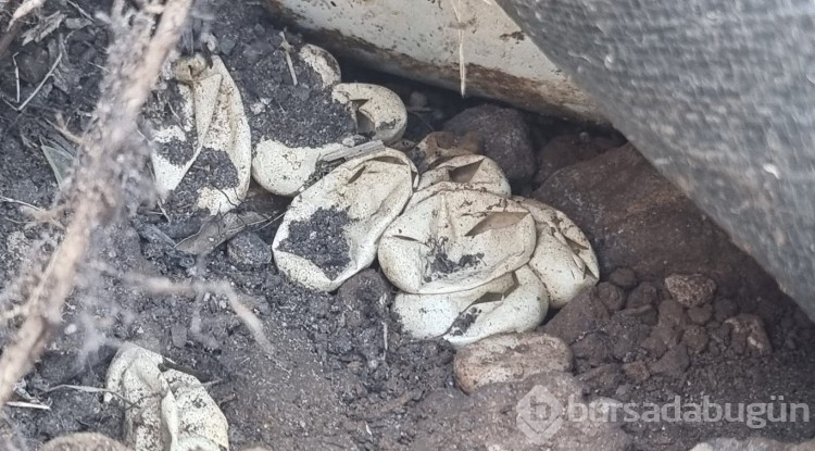 Bebek, yılanı kovalayınca 110 yılan yumurtası bulundu