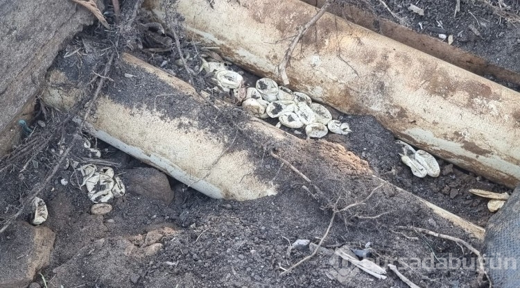 Bebek, yılanı kovalayınca 110 yılan yumurtası bulundu