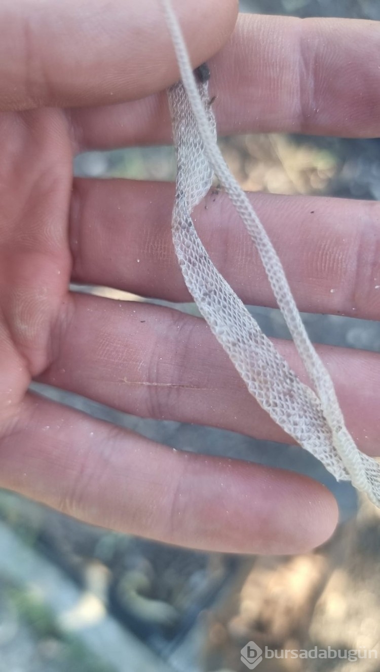 Bebek, yılanı kovalayınca 110 yılan yumurtası bulundu