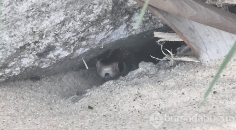 Bebek, yılanı kovalayınca 110 yılan yumurtası bulundu