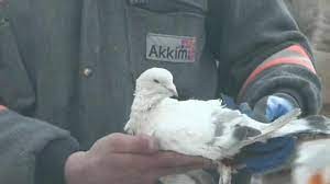 Güvercin ve kedinin 'kader' ortaklığı
