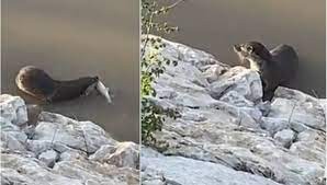 Nesli tehdit altındaki su samuru görüntülendi