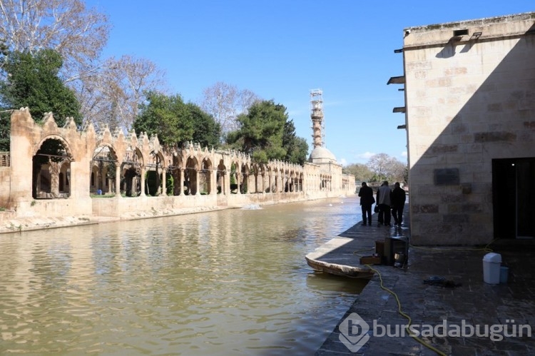 Balıklıgöl'ün balıkları yeniden kendilerini göstermeye başladı
