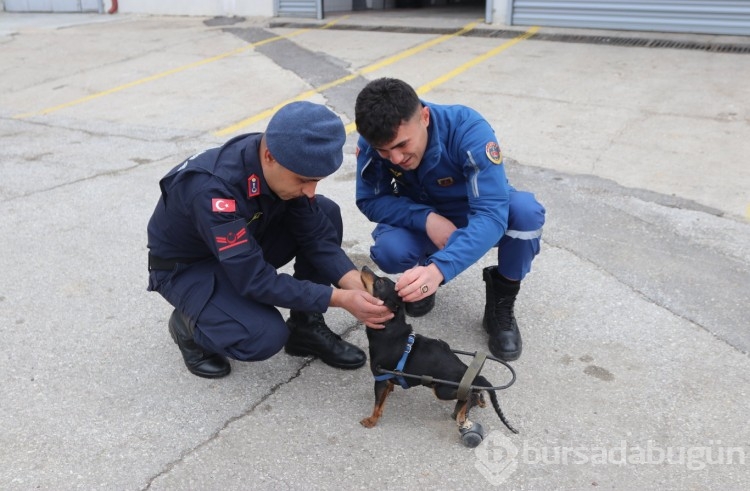 Jandarma personeli felçli köpek Çiko için yürüteç yaptı