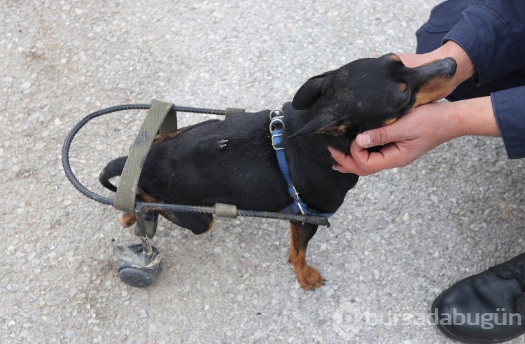 Jandarma personeli felçli köpek Çiko için yürüteç yaptı