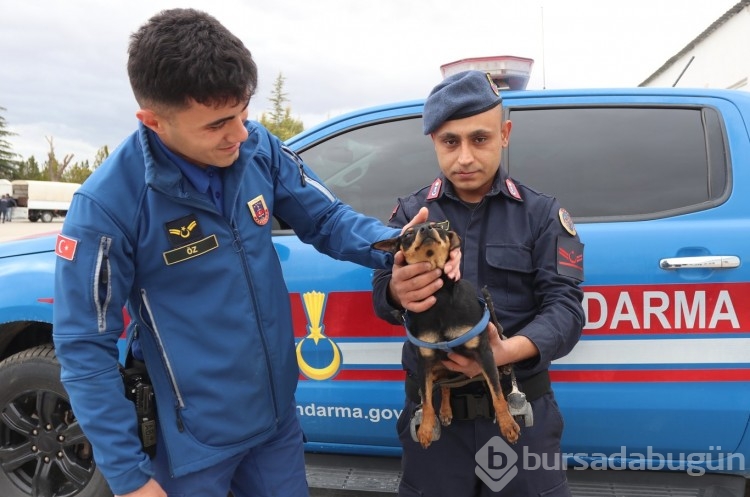 Jandarma personeli felçli köpek Çiko için yürüteç yaptı
